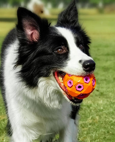 Juguete Resistente para Perros Grandes - Pelota de Rugby Limpiadora de Dientes con Sonido - Image 9