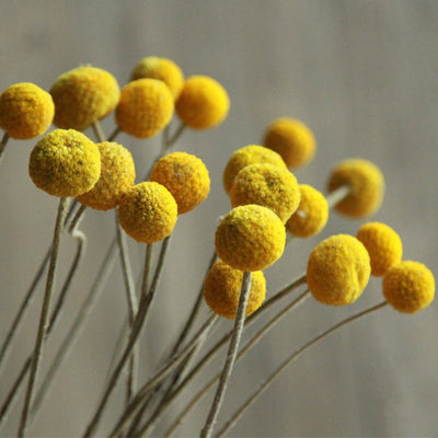 Ramo de Flores Secas Bola Dorada para el Hogar - Image 5