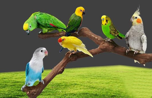 Natural grape wood bird perch with a unique curved branch shape and metal attachment for cage installation. - Image 8