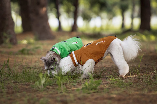 Poncho Impermeable Reflectante para Perros - Protección Total en Lluvia y Viento - Image 20