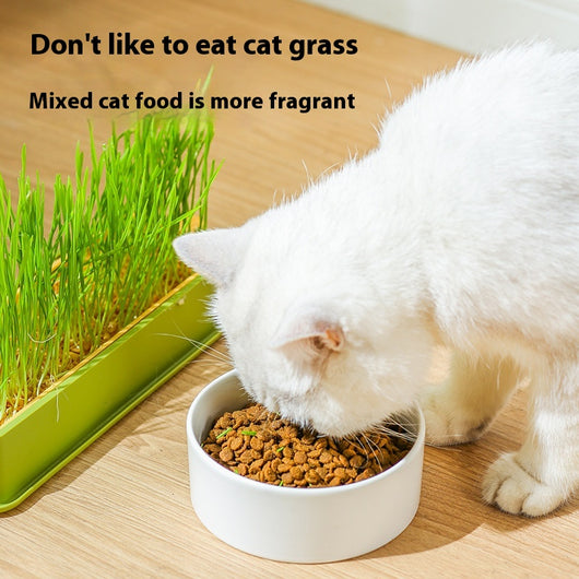 Kit de Cultivo Hidropónico sin Sustrato para Gatos - Image 12