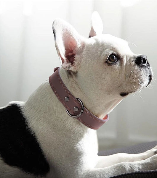 Teal leather pet collar with white stitching, dark metal buckle, and D-ring, displayed on a brown surface. - Image 11