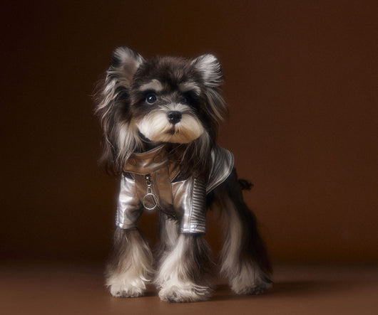 Chaqueta de Cuero Plateado Desgastado Teddy Schnauzer Bichon - Image 25