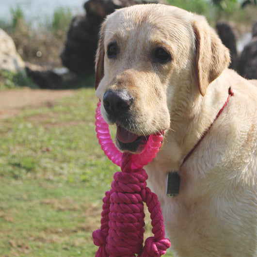 Juguete Interactivo de Nudos para Perros Grandes - Image 4