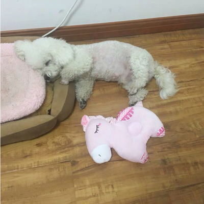 Almohada Cómoda con Diseño de Mascota Adorable - Image 5