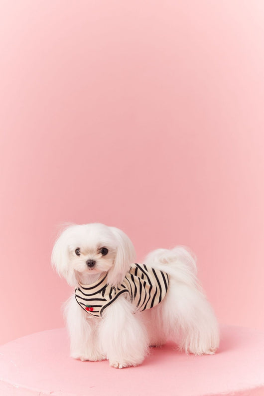 Chaleco sin Mangas Schnauzer Teddy Bichón a Rayas Cerezo - Image 17