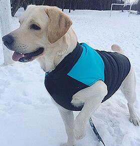 Abrigo Deportivo para Perros Otoño-Invierno | Chaleco Respirable Impermeable