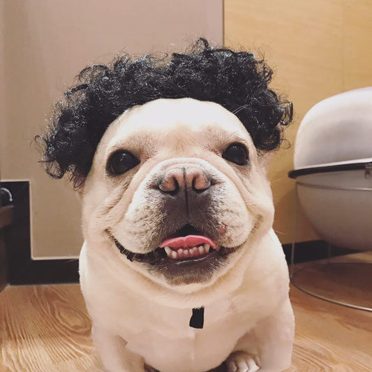 Adorno para Cabeza de Perro - Accesorios de Moda Canina - Image 2