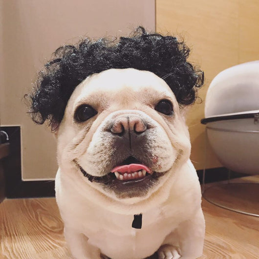 Adorno para Cabeza de Perro - Accesorios de Moda Canina - Image 2