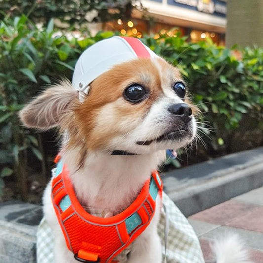 Casco de Seguridad para Mascotas en Moto