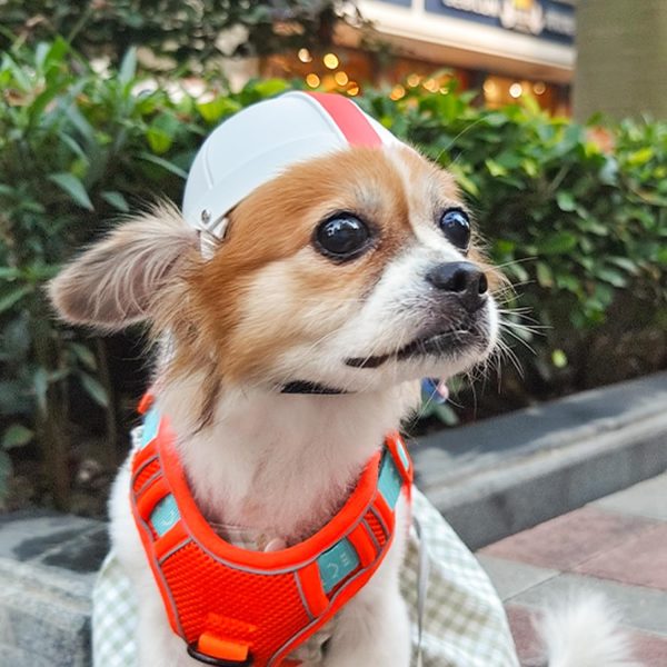 Casco de Seguridad para Mascotas en Moto