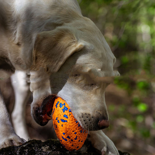 Golden retriever dog swimming in water, holding a white, textured, rugby-shaped pet chewing toy with pink and blue dots. - Image 8