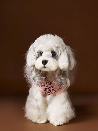 Suéter Tipo Hoodie sin Mangas Estampado Leopardo para Perros Bichon Schnauzer Yorkshire - Image 14