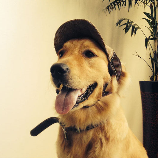 Gorro Bordado para Perros con Diseño G