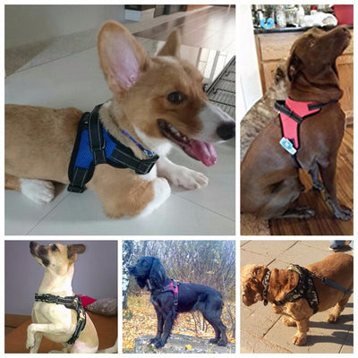 Blue and black mesh dog harness with adjustable straps, a D-ring for leash attachment, and a quick-release buckle. - Image 18