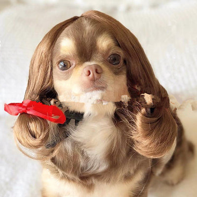 Peluca Afro para Mascotas con Flequillo y Coletas - Image 9