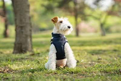 Chaleco Térmico Protector para Perros - Image 16