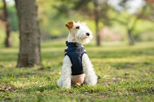 Chaleco Térmico Protector para Perros - Image 16