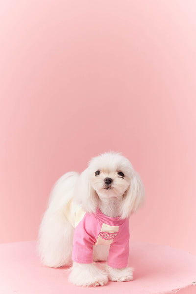 Ropa de Verano para Perros con Contraste de Colores - Image 15
