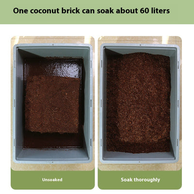 Sustrato de Coco para Plantas Suculentas - Cultivo sin Tierra - Image 2