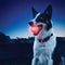 Pelota Luminosa LED para Perros - Juguete Interactivo con Luz