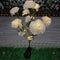 Clavel Blanco
