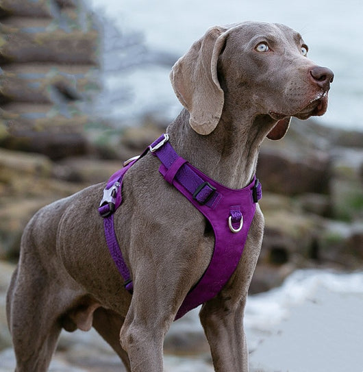 Arnés de Tracción para Perros Grandes con Correa de Paseo - Image 3