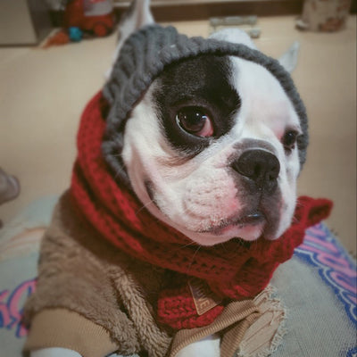 Gorro Divertido para Bulldog Francés y Pug - Image 13