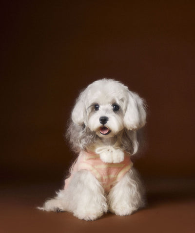 Suéter Acogedor de Galleta Felt para Mascotas - Otoño e Invierno - Image 20