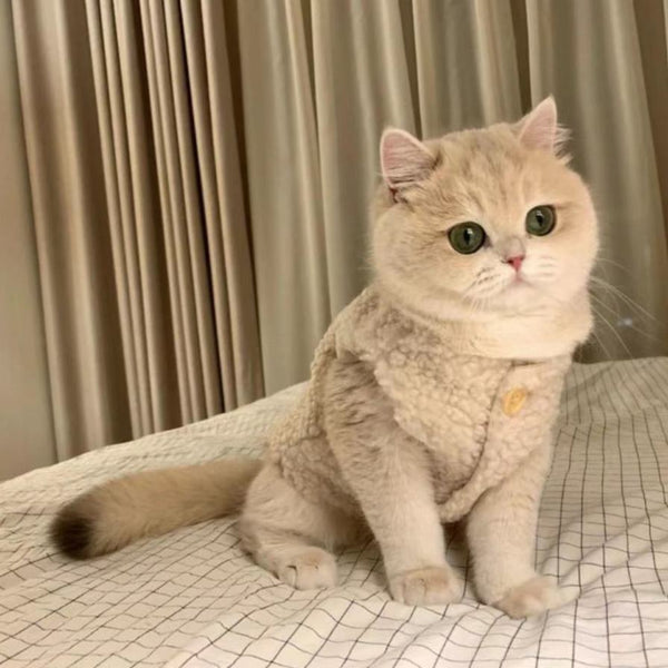 Chaleco Abrigador de Lana de Cordero para Gatos - Diseño Cálido e Adorable - Image 5