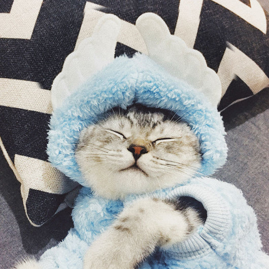 Ropa para Gatos y Gatitos - Diseños Divertidos y Adorables - Image 8