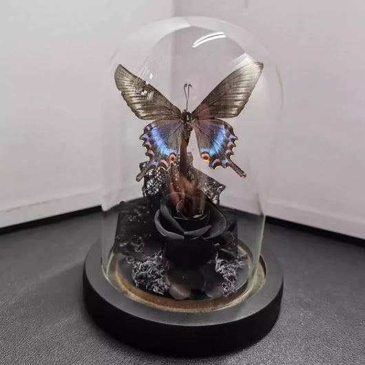 Cinturón Verde con Especímenes de Mariposas Reales en Vitrina de Cristal - Image 18