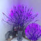 Morado