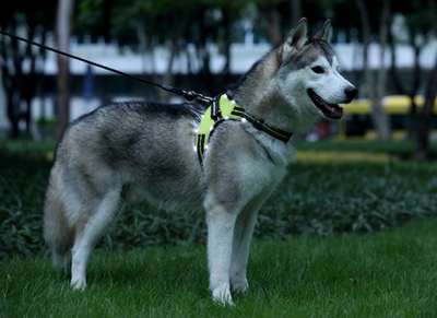 Arnés LED Reflectante para Perros Medianos y Grandes con Control de Tracción - Image 10
