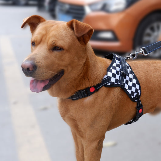 Arnés de Pecho Antiexplosión para Perros Medianos a Grandes - Image 17