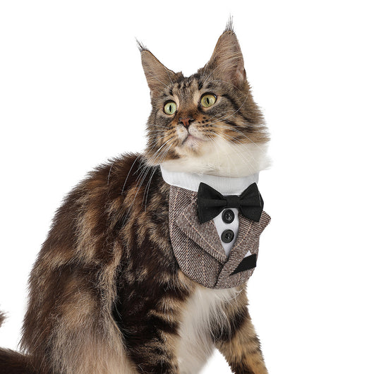 Traje de Mascota Elegante para Bodas con Diseño Triangular - Image 4
