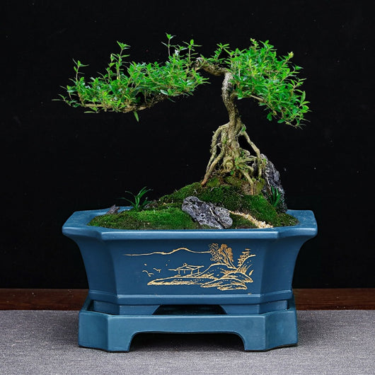 Maceta de Arena Púrpura Rectangular con Base para Bonsái, Orquídeas y Plantas de Interior - Image 11