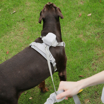 Arnés Gentleman Gris Pizarra en Pana - Collar y Pechera Premium para Mascotas - Image 26