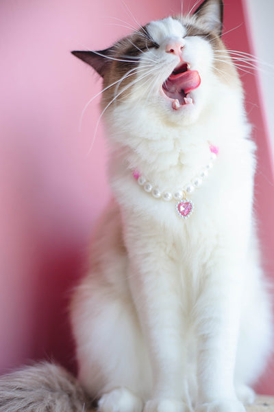 Collar de Cuentas para Gatos Amor y Conexión - Image 19