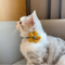 Collar con Moño Floral para Gatitos