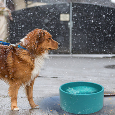 Comedero Térmico para Mascotas con Control de Temperatura