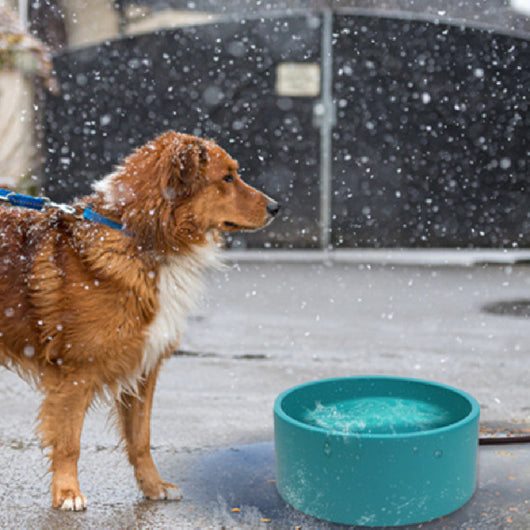Comedero Térmico para Mascotas con Control de Temperatura