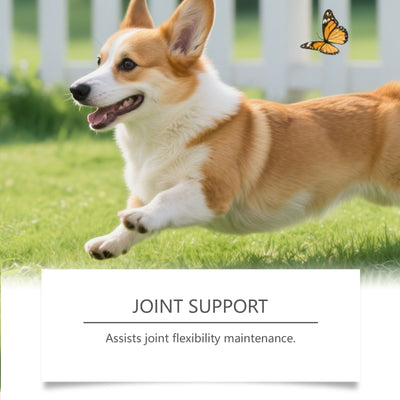 Suplemento de Cúrcuma para Perros en Granulos Blandos - Image 4