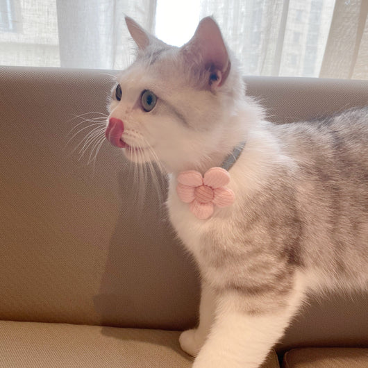 Collar con Moño Floral para Gatitos - Image 12
