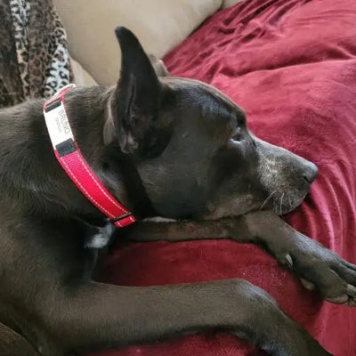Collar Ajustable para Perro con Diseño Tallado