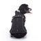 DZ 286 Preto S