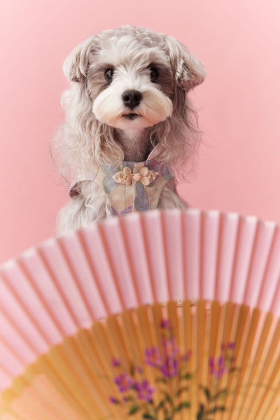 Chaleco Cheongsam Estilo Neo-Chino para Mascotas Pequeños - Schnauzer y Bichón - Image 21