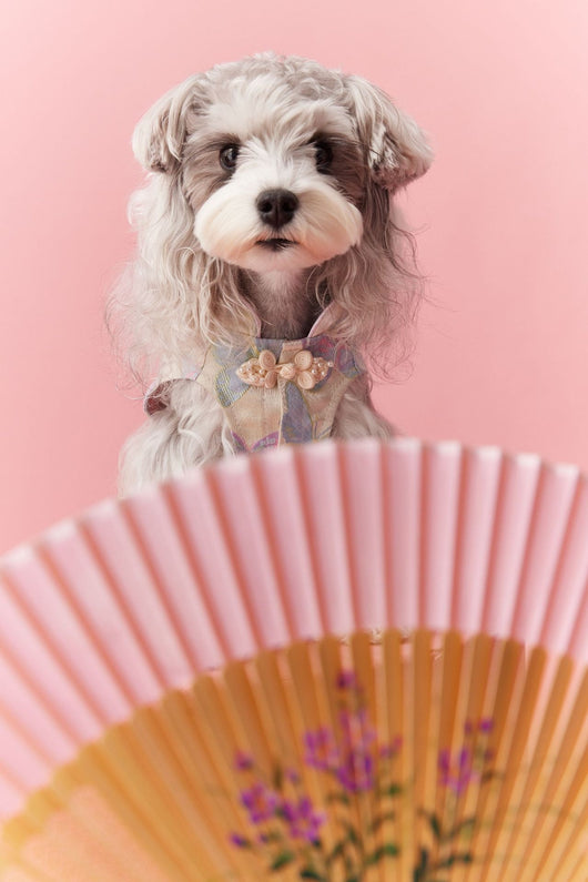 Chaleco Cheongsam Estilo Neo-Chino para Mascotas Pequeños - Schnauzer y Bichón - Image 21