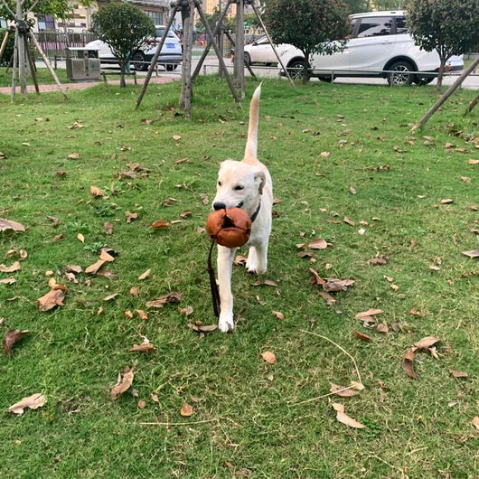 Pelota de Entrenamiento en Cuero con Asa para Perros - Juguete Mordedor Resistente - Image 5