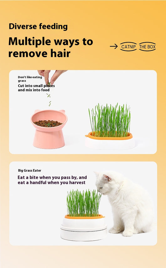 Maceta Hidropónica sin Tierra para Cultivo de Pasto de Gato - Image 12